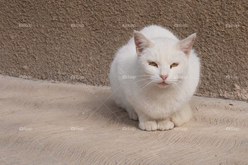 A friendly fluffy white cat on a sidewalk in San Miguel de Allende, Mexico