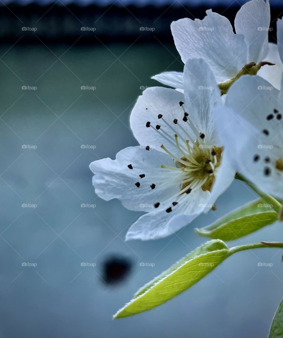 Portrait photography of bloom 