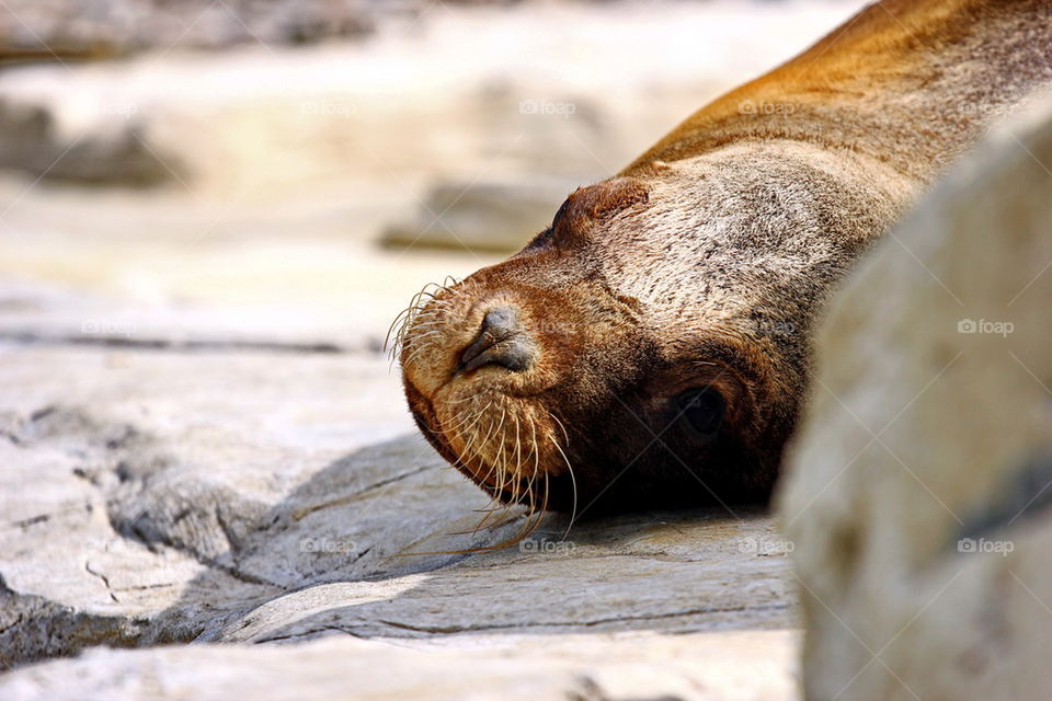 Seal posing