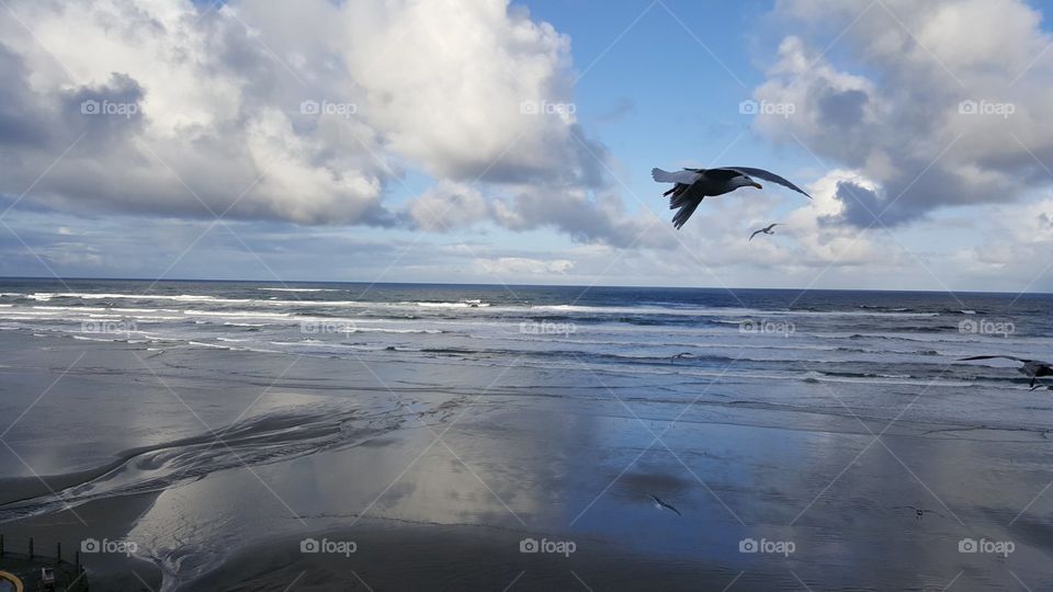 Bird in flight