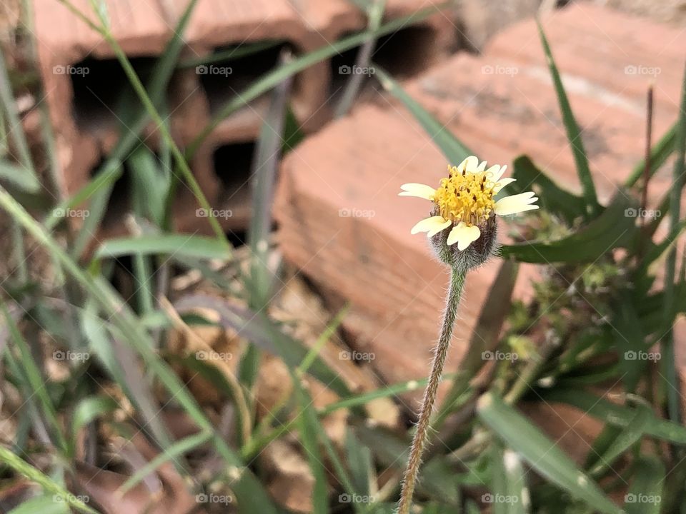 A small flower growing among the bricks and concrete. The nature finds its way...