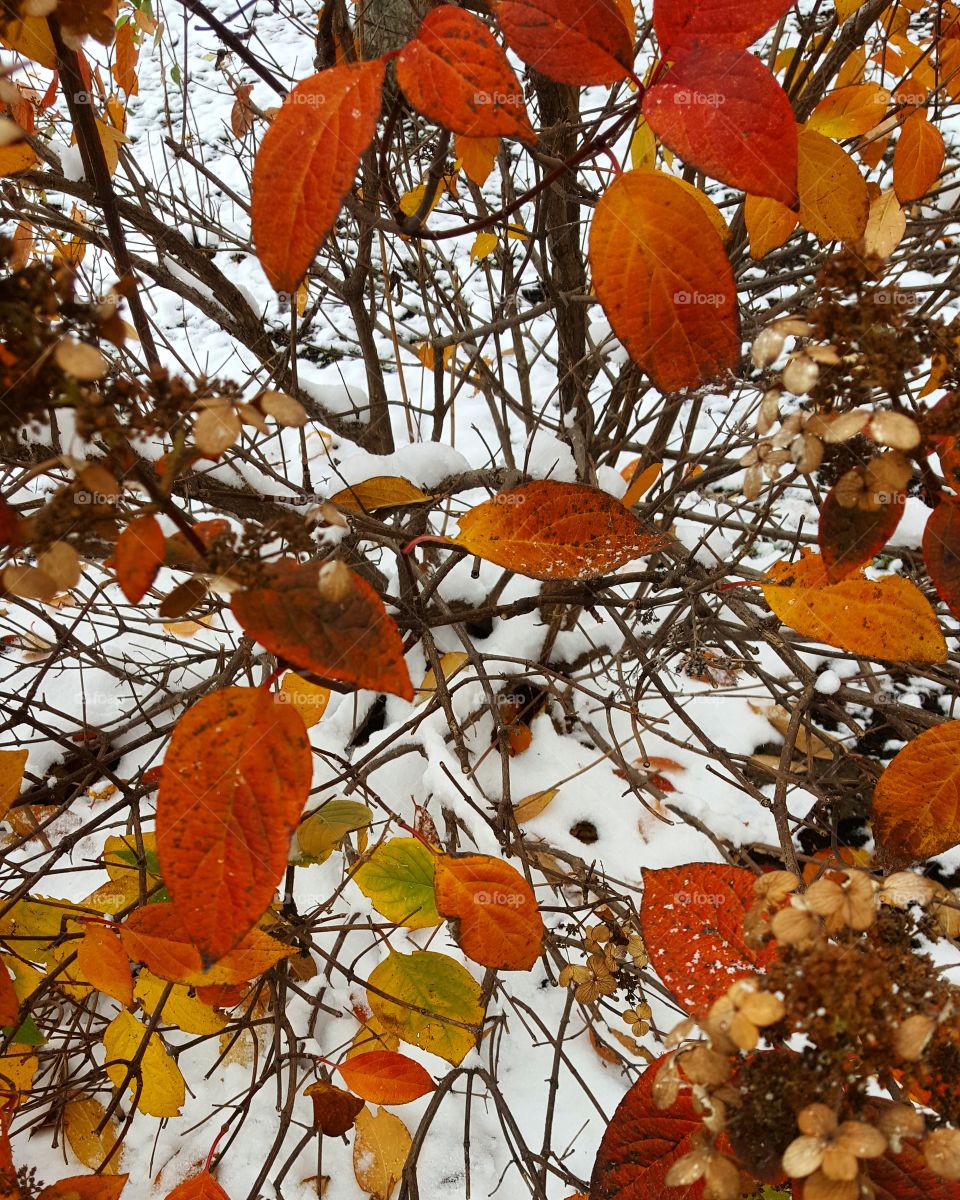 snow in fall
