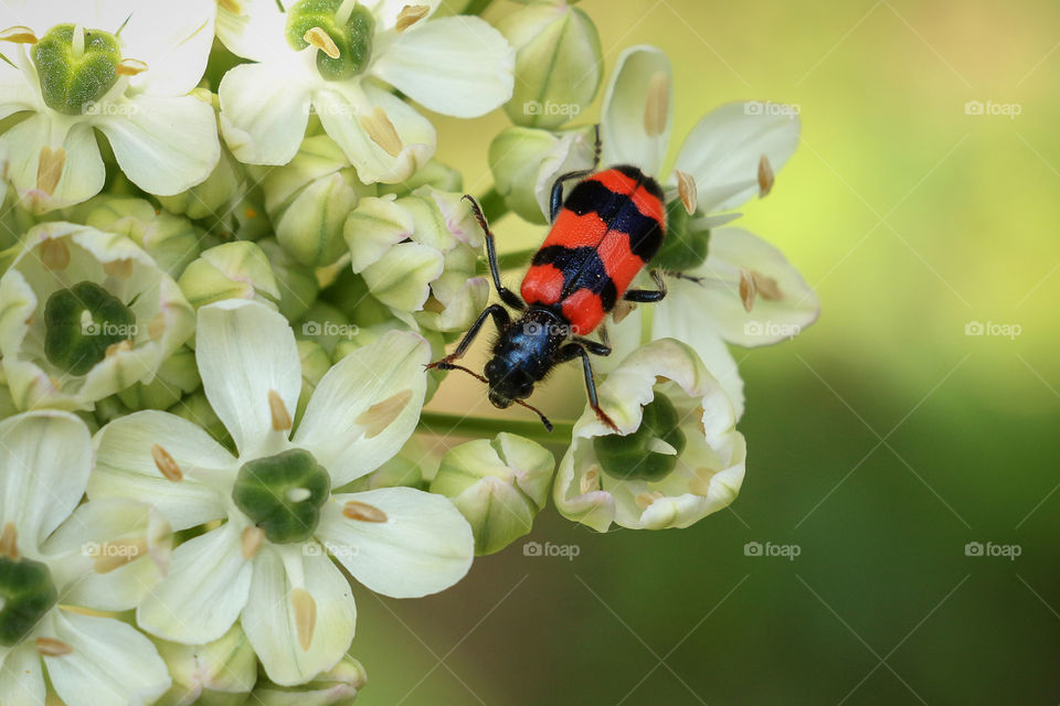 Red and black bug on beautiful white flowers