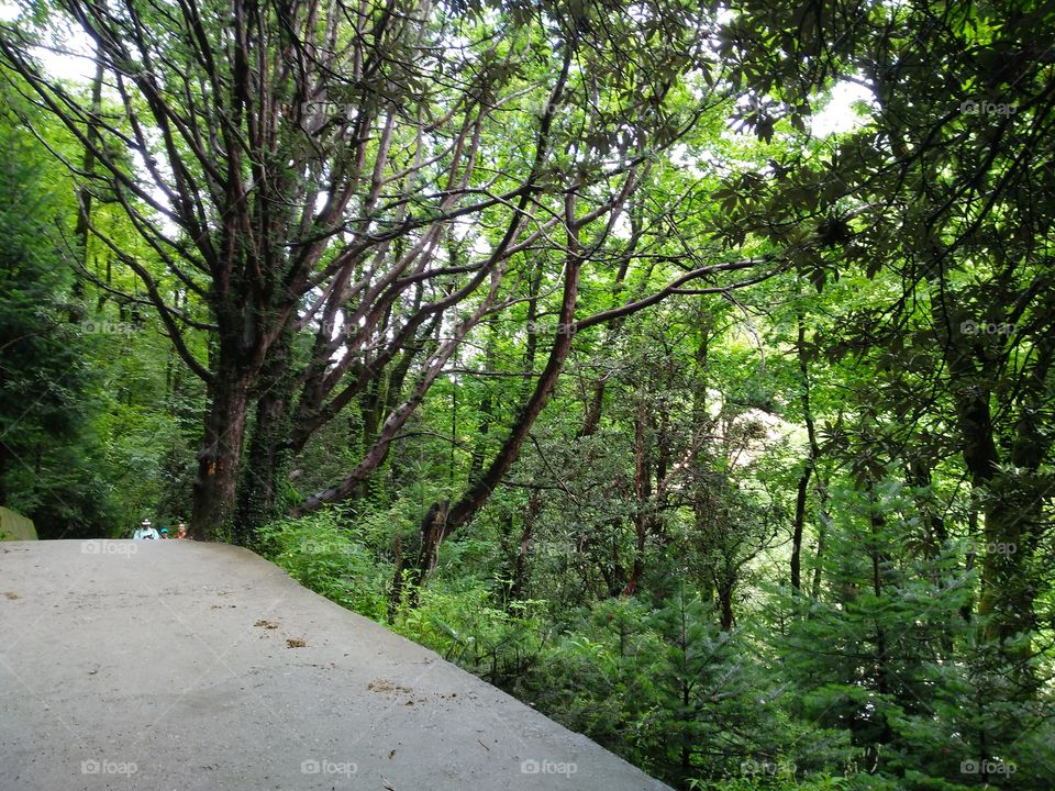 a path in the forest