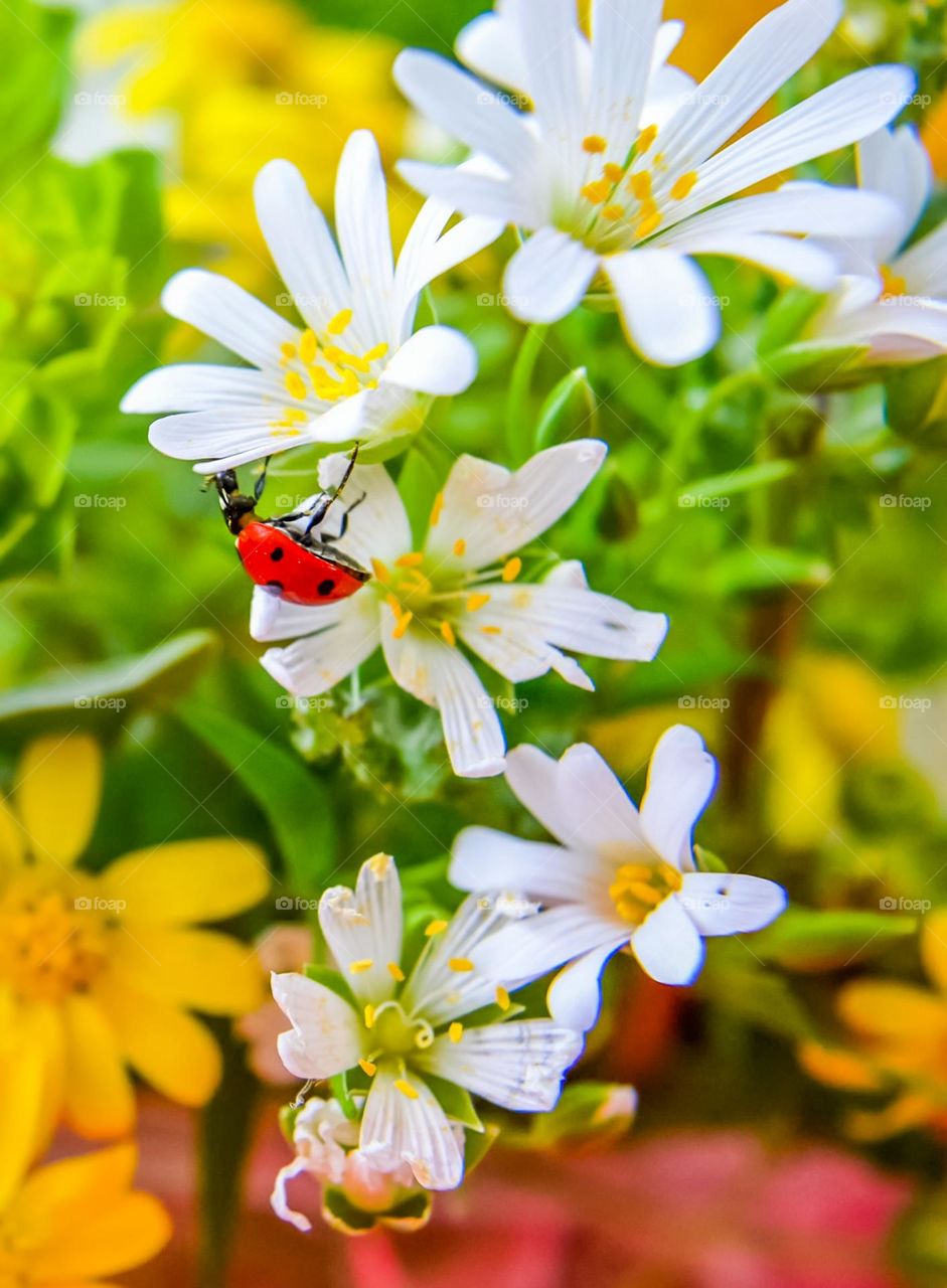 Ladybug