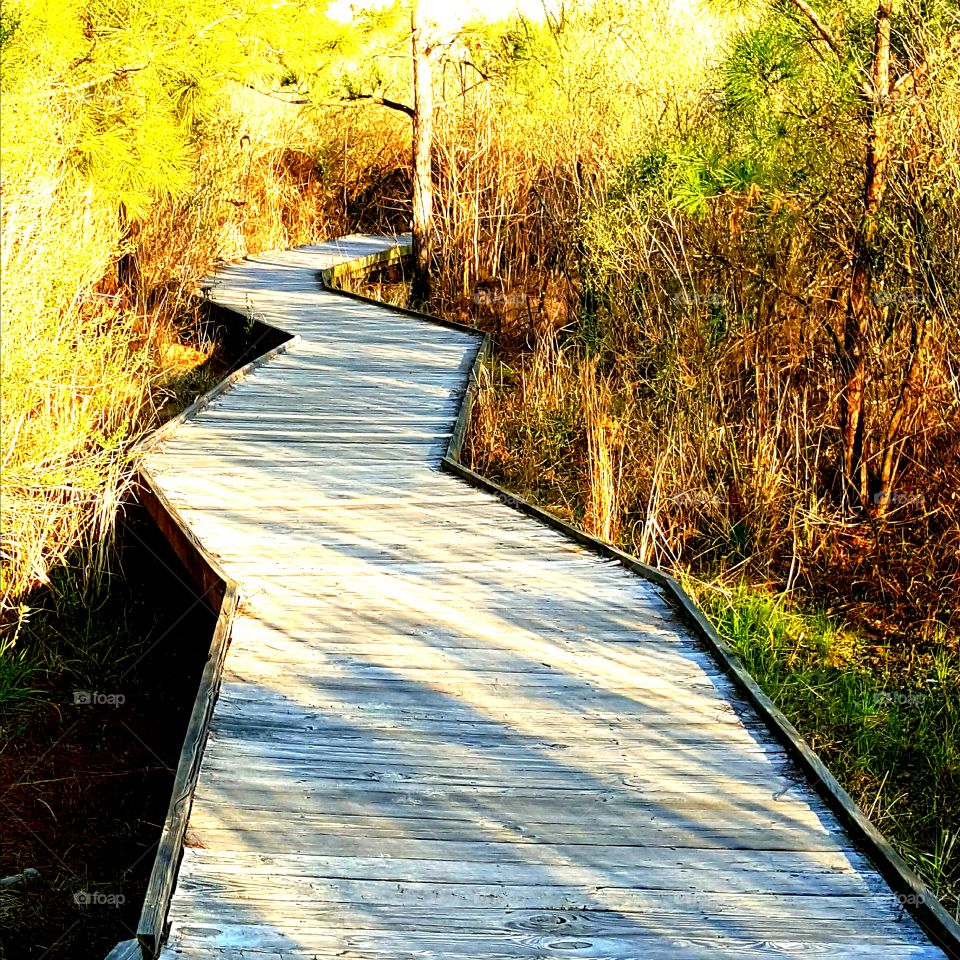 Zig Zag through the Swamp
Another great boardwalk though Phinizy Swamp Georgia