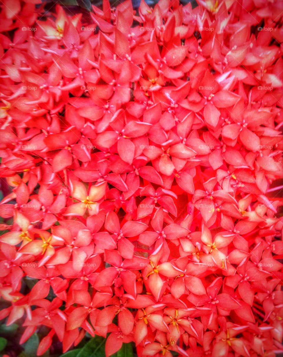 Sprite of red flowers...