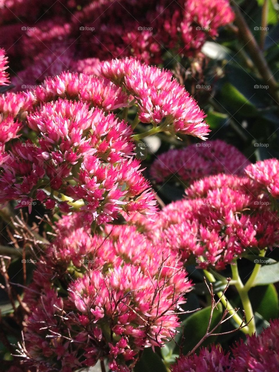 Fall flowers