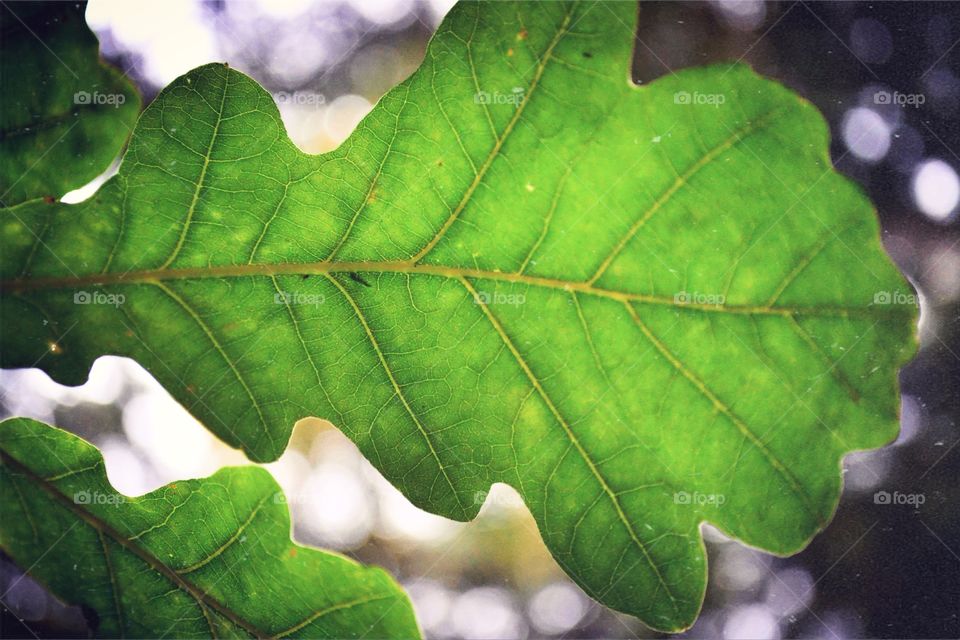 Extreme close-up of oak leaf