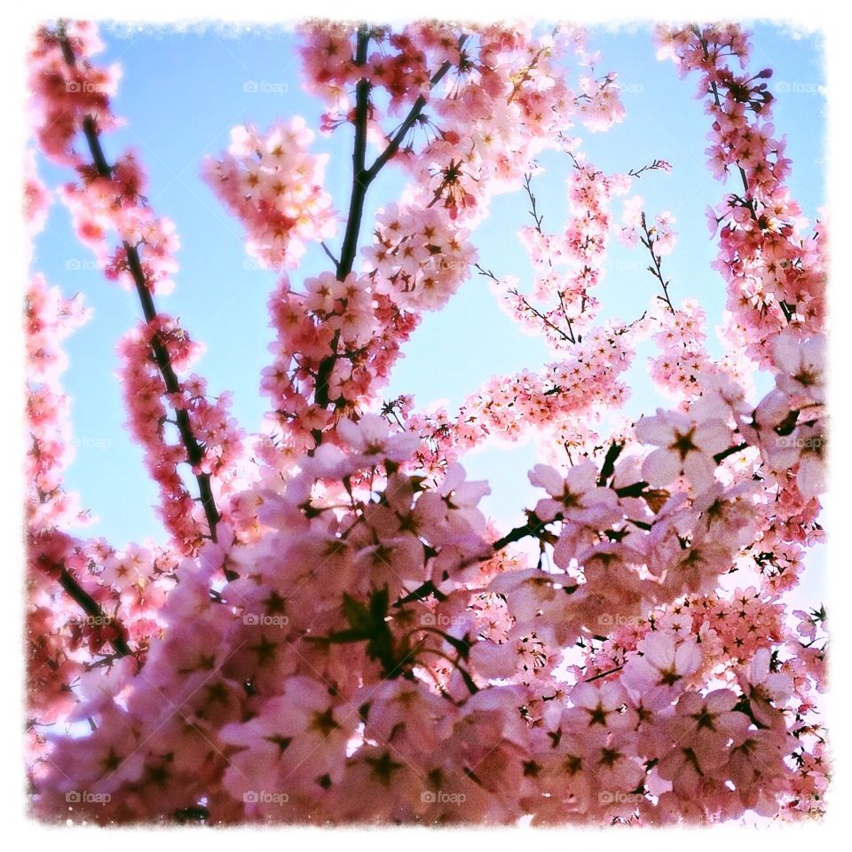 Cherry blossom time