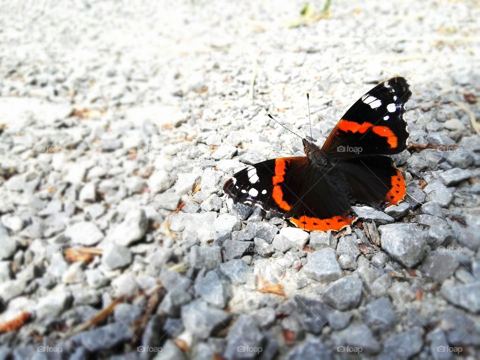 black white and orange color butterfly