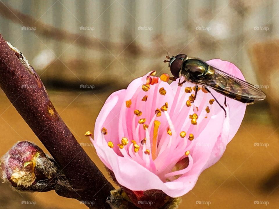 Bee collecting pollen from a nectarine fruit tree blossom 