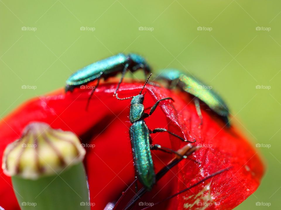 Beautiful macro group of beetles on top of a poppy flower 