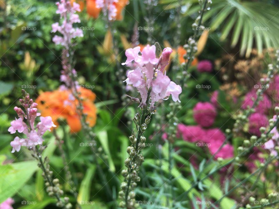 Pink flower with raindrops