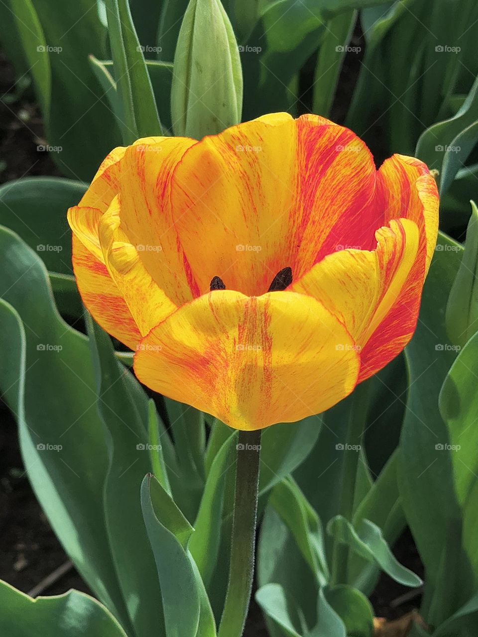Colorful Tulip