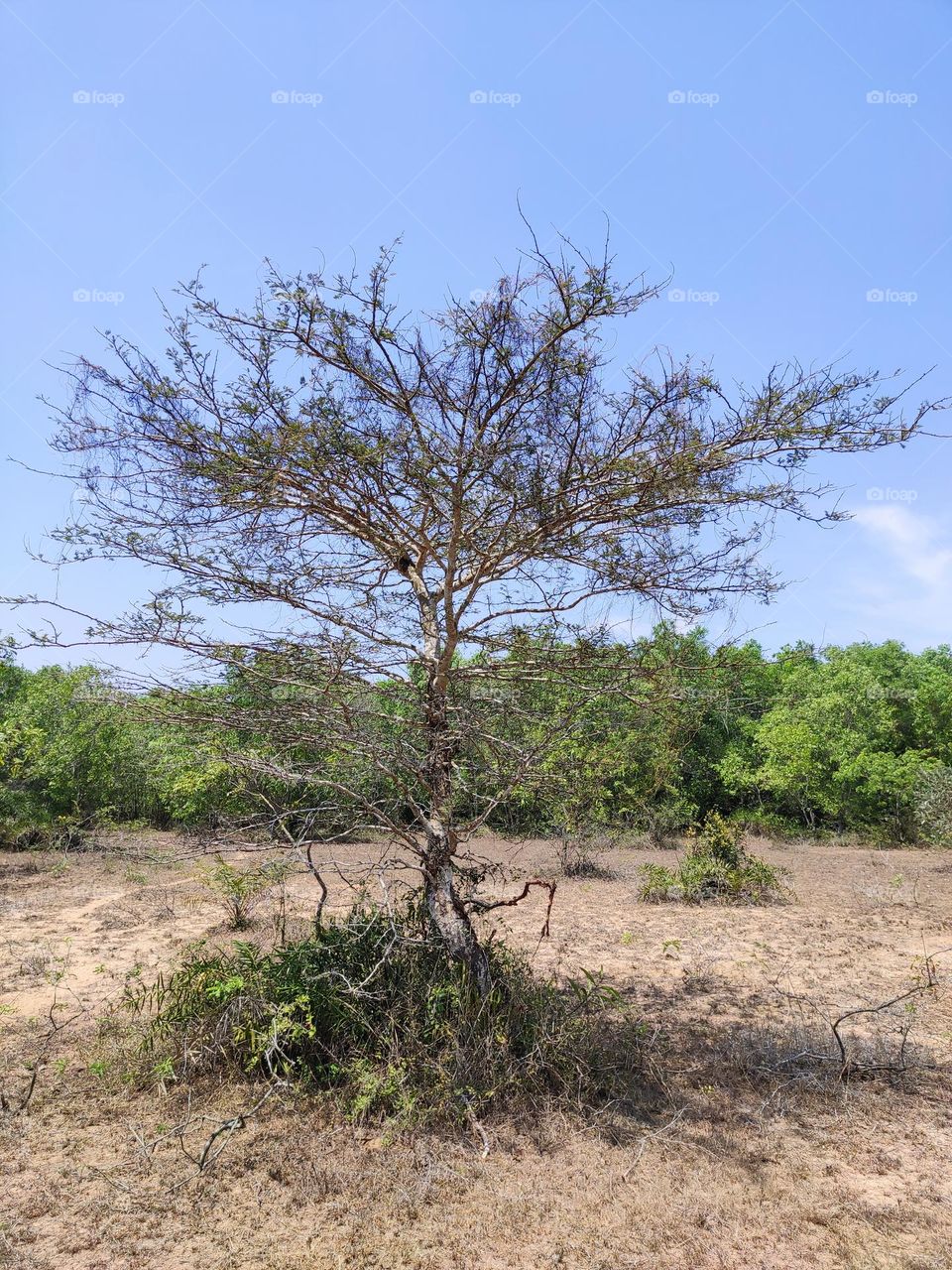 dried tree