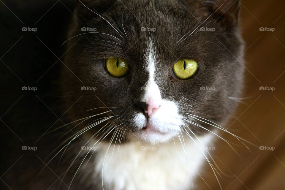 Gray and White Cat with Green Eyes
