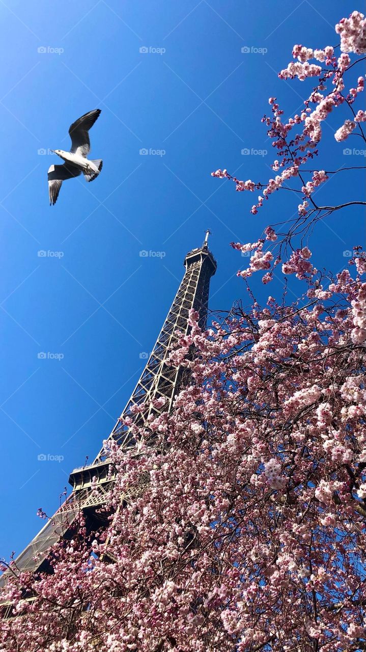 Spring on Eiffel Tower / Paris 🇫🇷