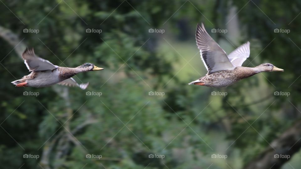 mallard ducks in flight