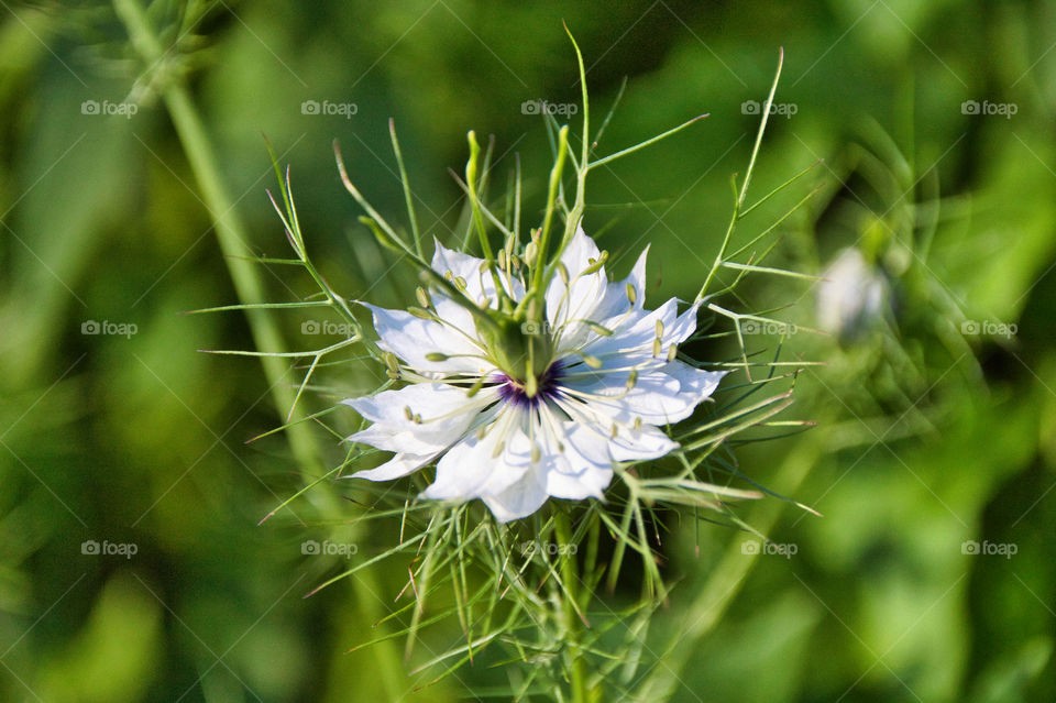 white dandelion flower