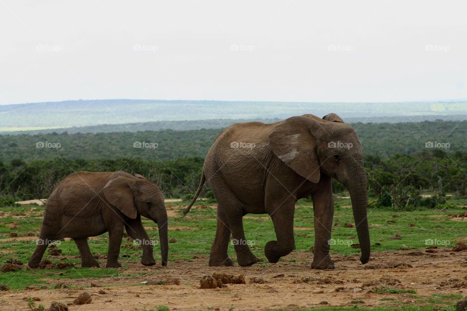 wild African elephants