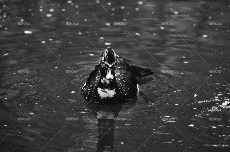 Duck black and white