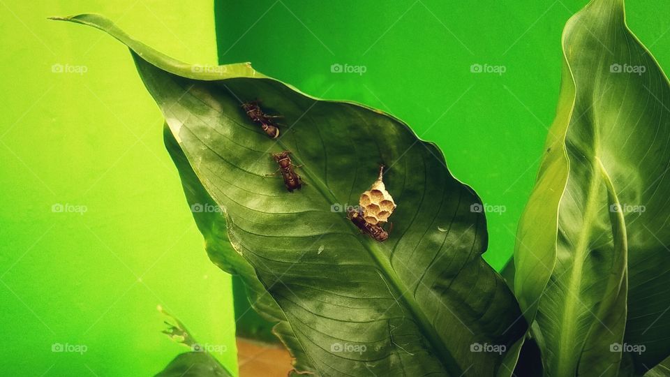small wasp nest in leaf slides