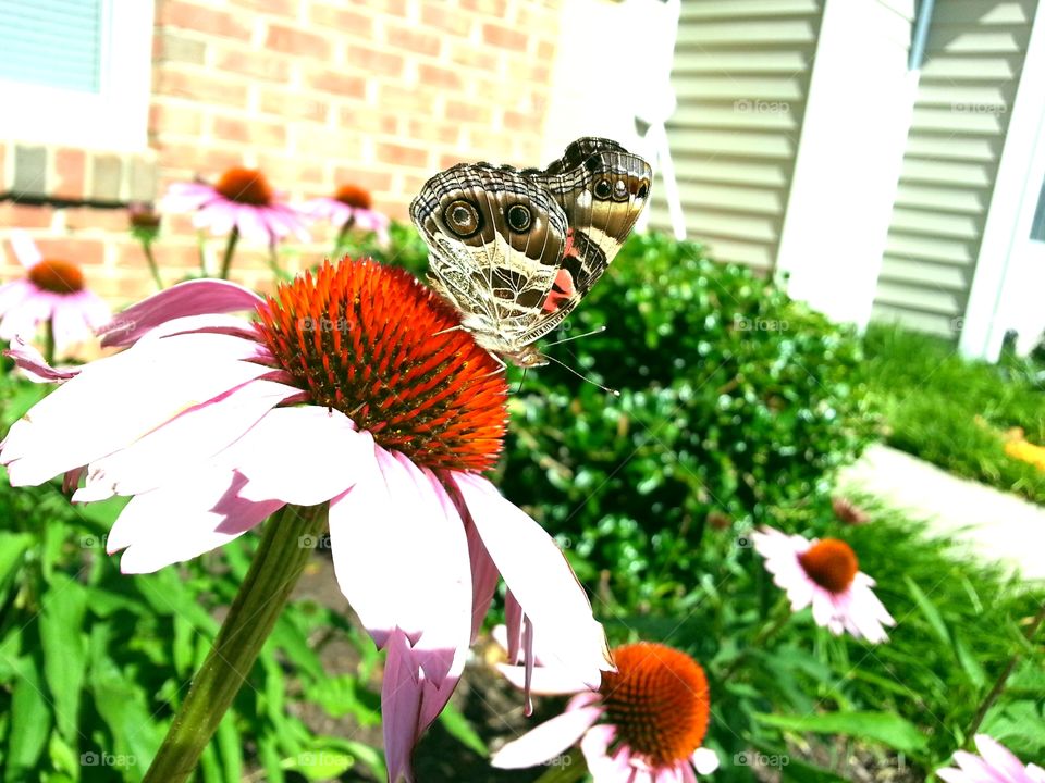 Sitting Pretty. Lucky shot while visiting friends in California, MD