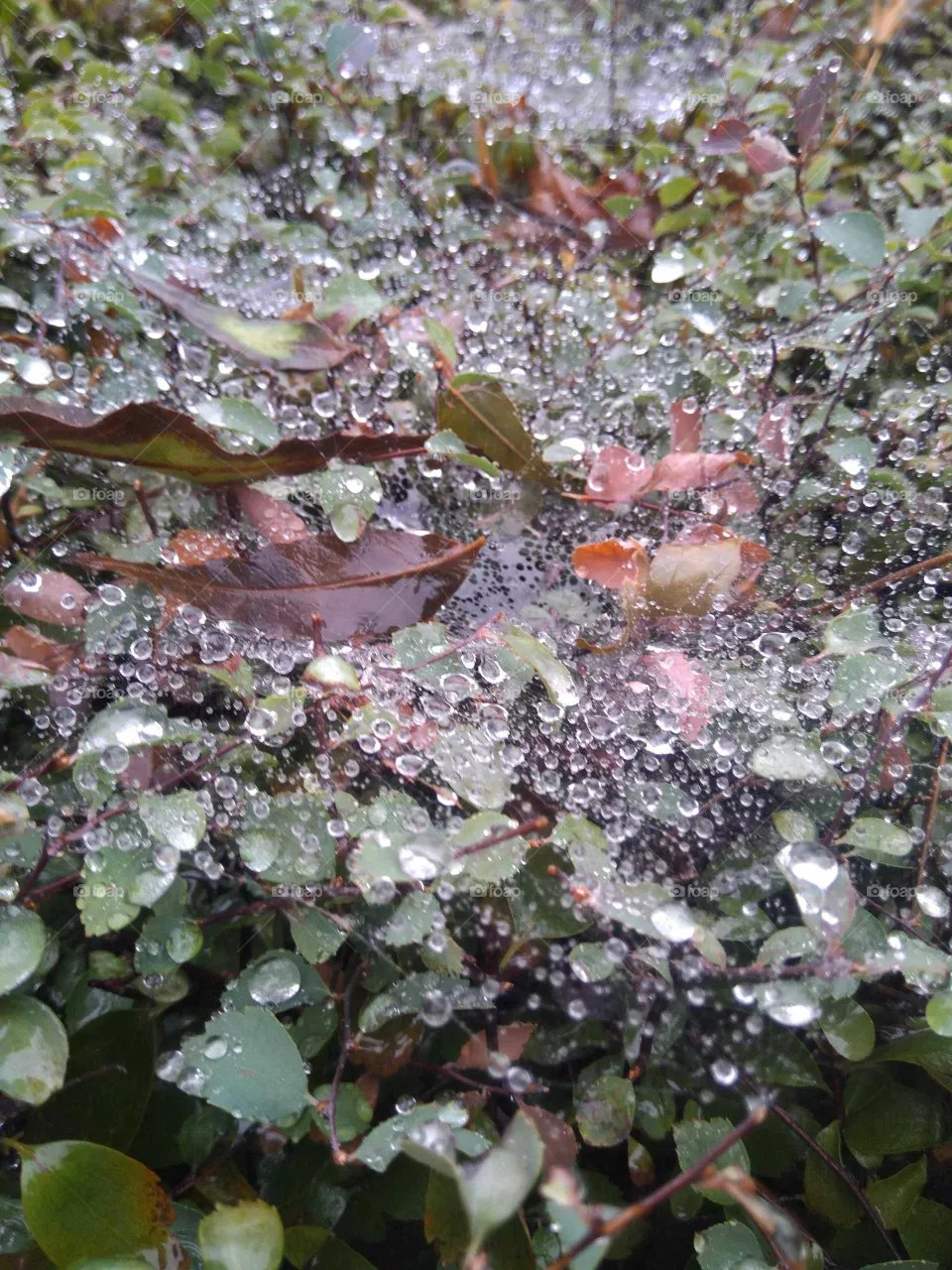 Leaves in the rain