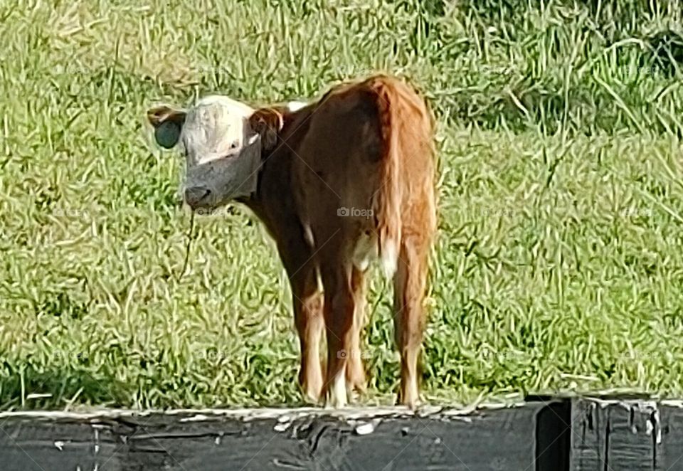 white-faced red calf