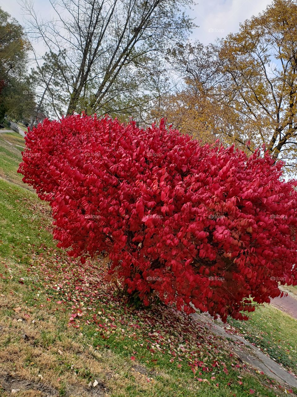 red trees