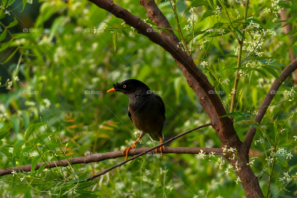 Jungle Myna