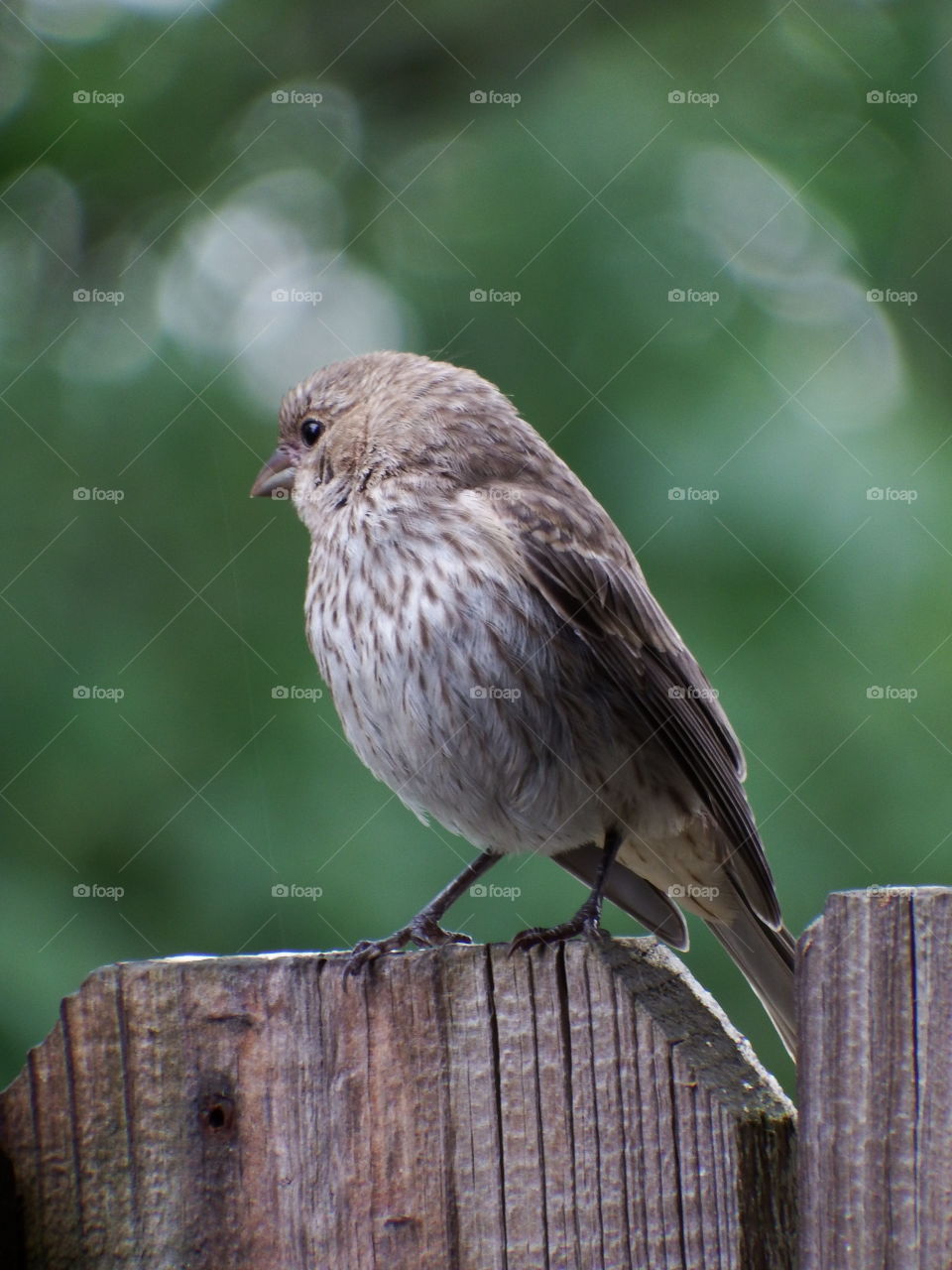 Close up of house finch sitting on fence with green bokeh background.