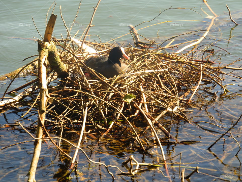 moorhen un nest