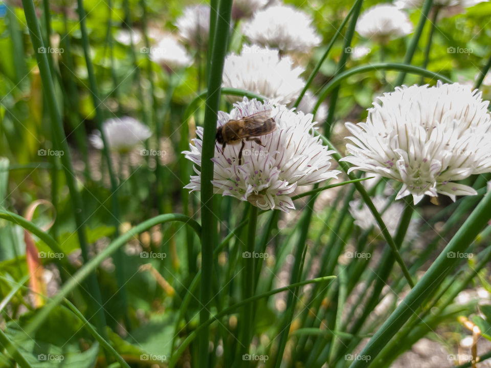 green onion, a perennial herbaceous plant. Honey bee.