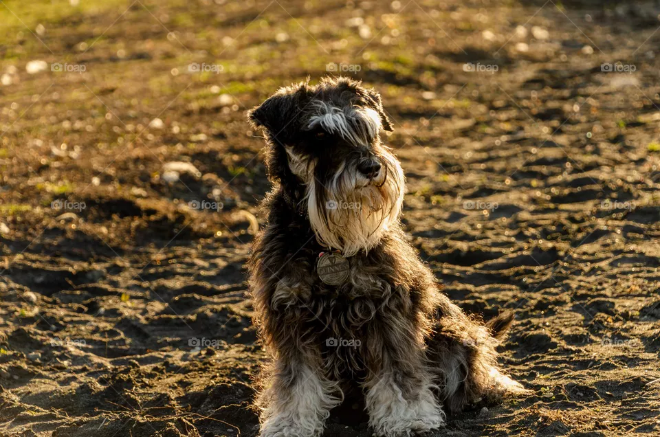 Dog posing