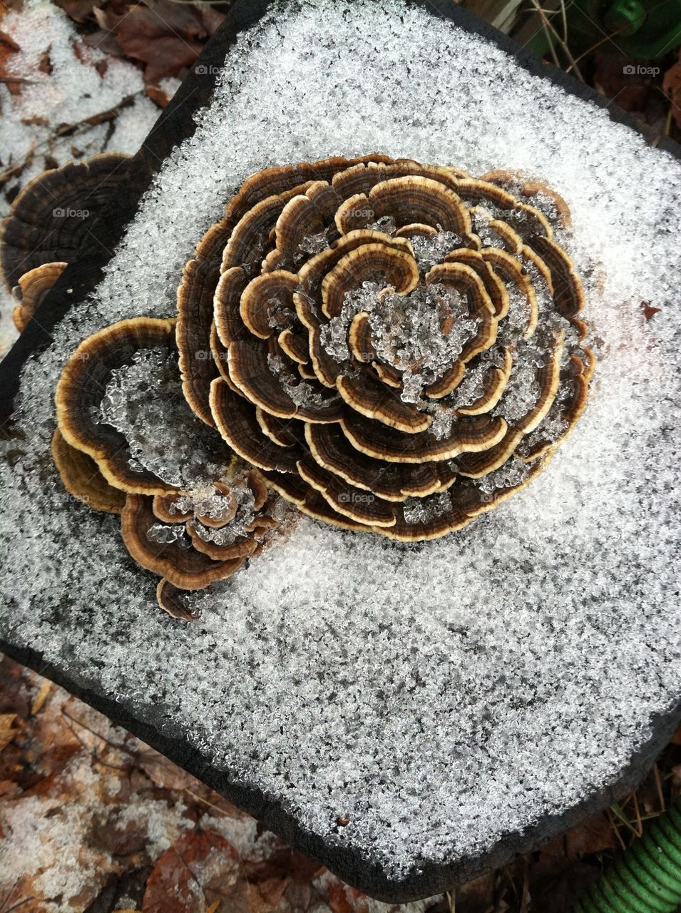 Flower shaped mushroom covered in snow