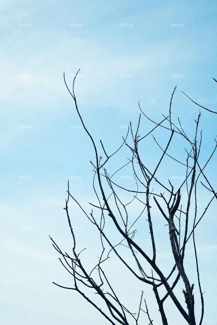 Branch of dead tree with blue sky background