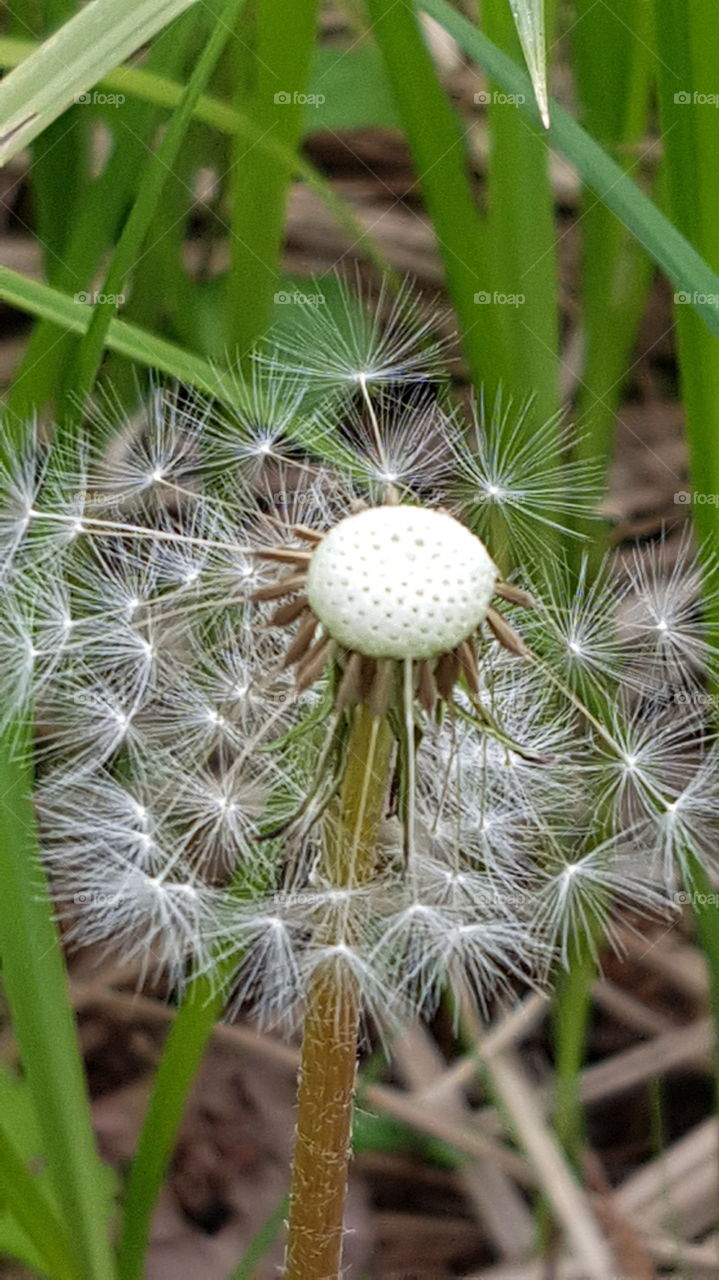 Pusteblume