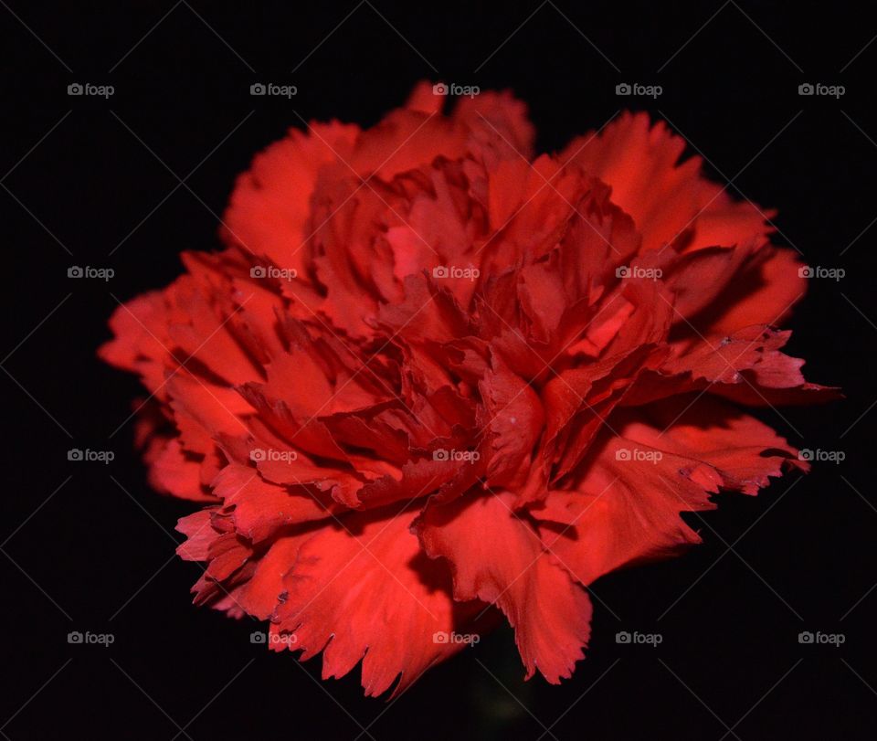 Red Carnation