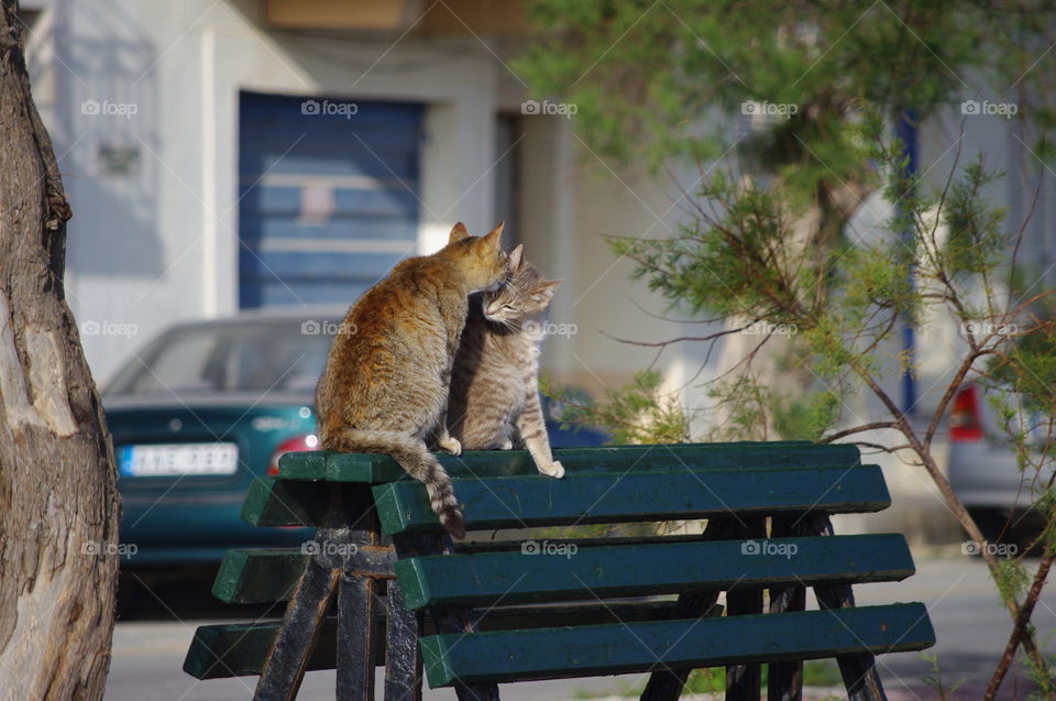 Cats looking after each other