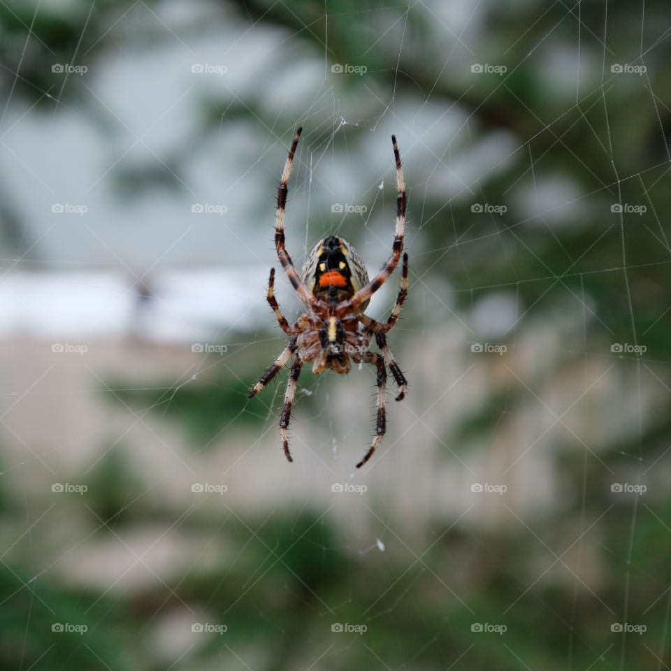 spider