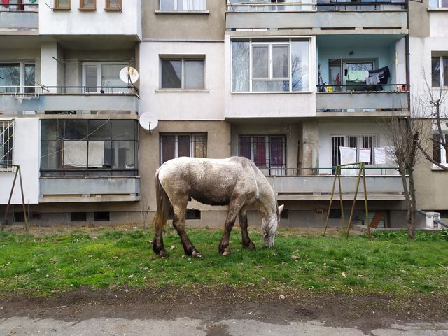 Horse Grazing Grass in a Residential Area in the Outskirts of an East European Town