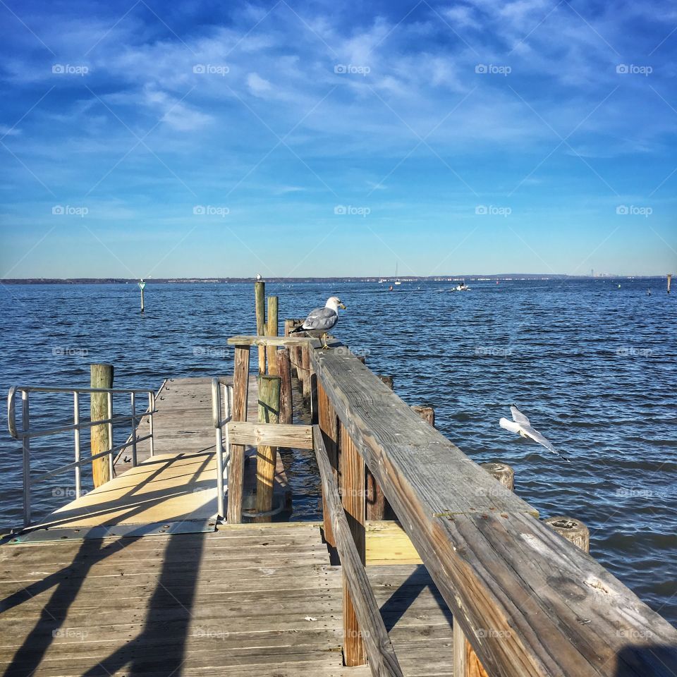 Seagull on dock in Keyport NJ