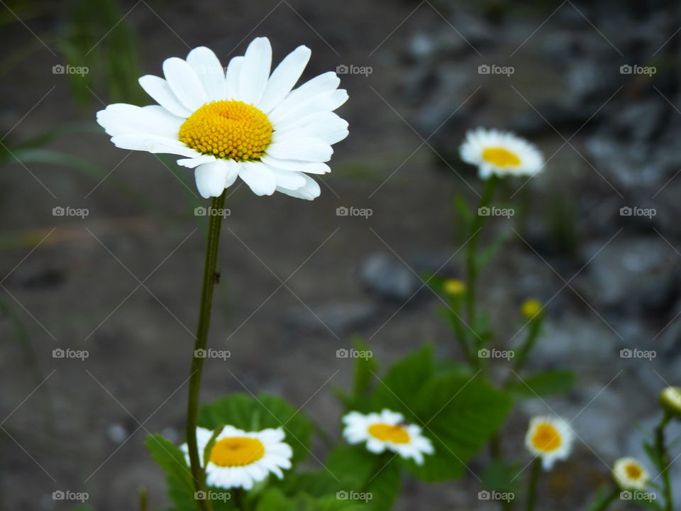 Chamomile