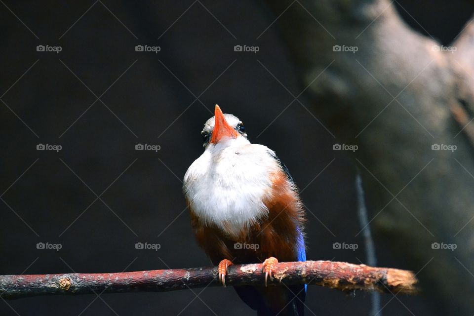 Bird, No Person, Wildlife, Outdoors, Nature