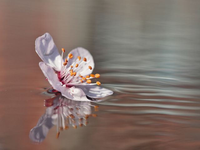Blossom reflection