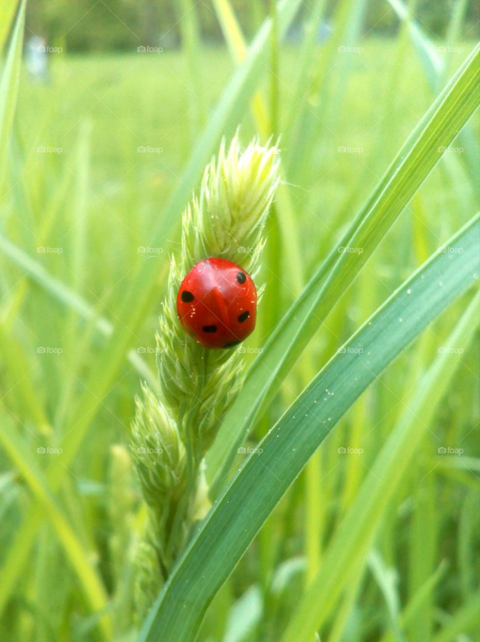 Grass, Nature, No Person, Summer, Leaf