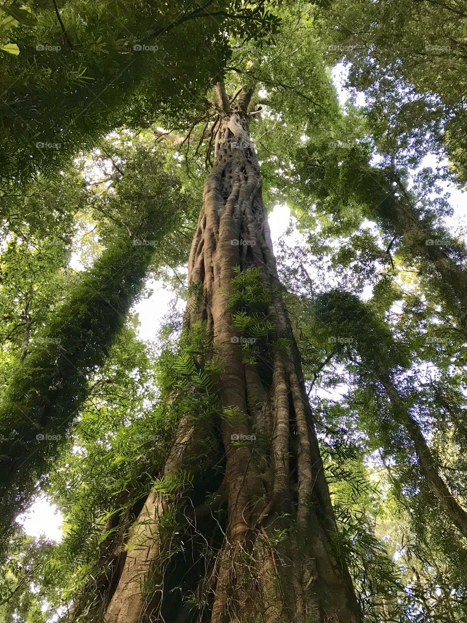 Strangler Fig making its way to the forest canopy. Dorrigo, NSW Australia 