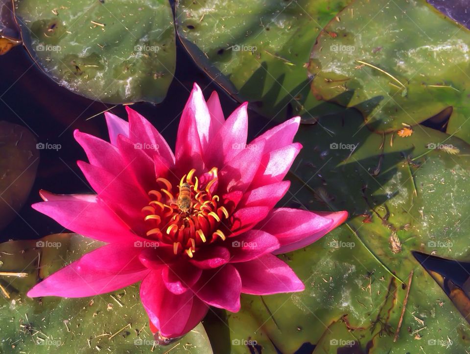 Pink water lily